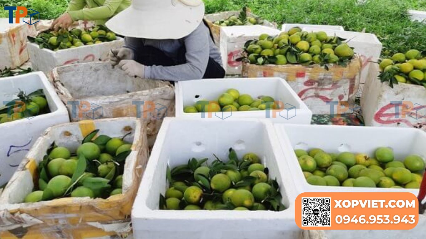 Thùng xốp đựng cam, quýt chính hãng, giá nhà máy